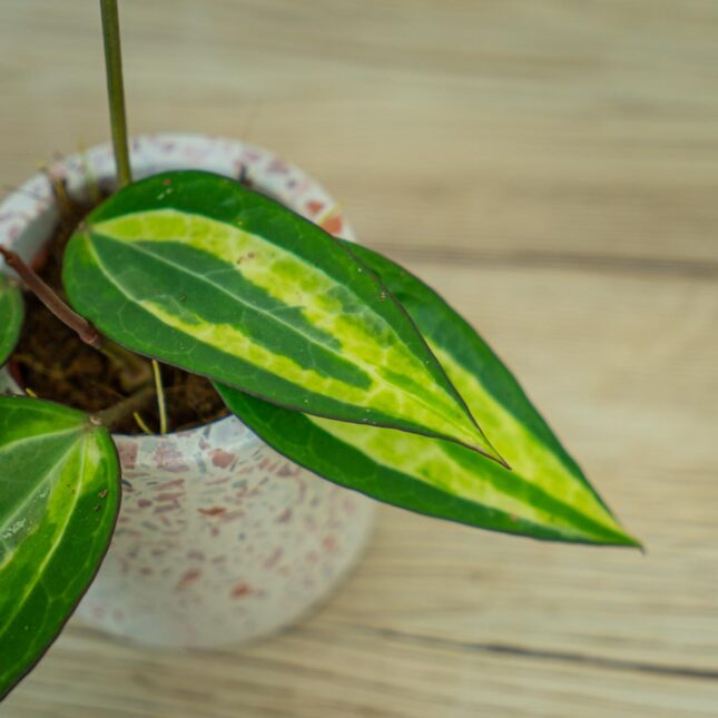 Hoya-macrophylla-pot-of-gold-baby Hoya-macrophylla-pot-of-gold-baby