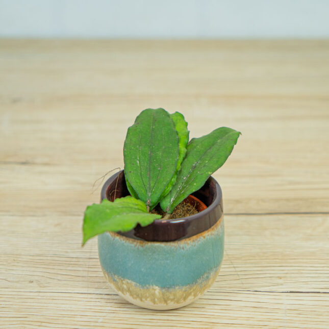 Hoya-erythrina-baby