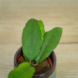 Hoya-erythrina-baby