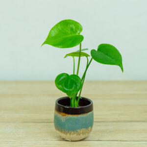 monstera-deliciosa-baby