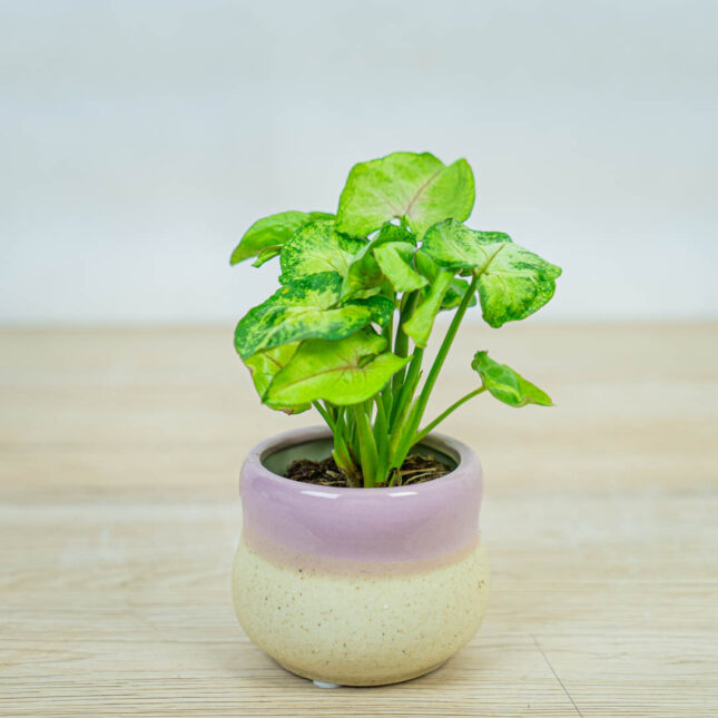 syngonium-sunshine-speckle-baby syngonium-sunshine-speckle-baby
