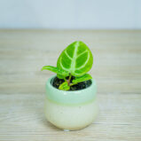 anthurium-dorayaki-silver-blush