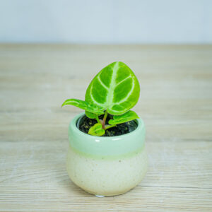 anthurium-dorayaki-silver-blush