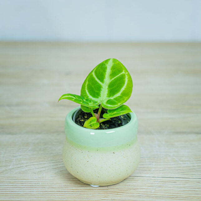 anthurium-dorayaki-silver-blush