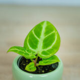 anthurium-dorayaki-silver-blush