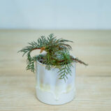 begonia-bipinnatifida-baby