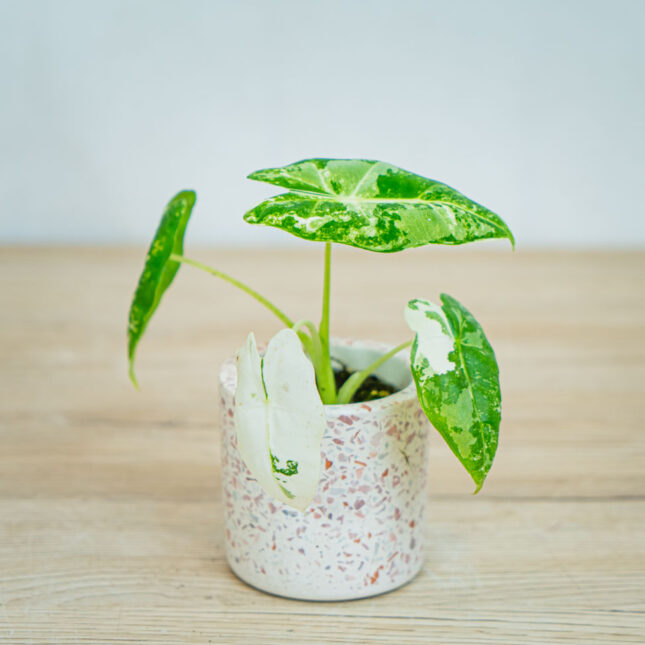 Alocasia-micholitziana-Frydek-variegata Alocasia-micholitziana-Frydek-variegata