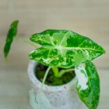 Alocasia-micholitziana-Frydek-variegata