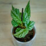 begonia-argenteo-guttata