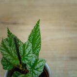 begonia-argenteo-guttata