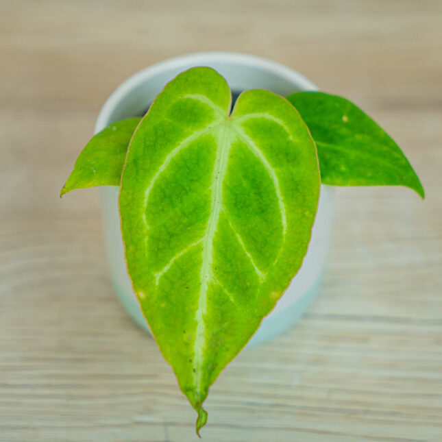 Anthurium-magnificium-baby Anthurium-magnificium-baby