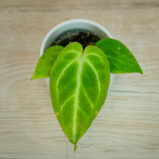 Anthurium-magnificium-baby