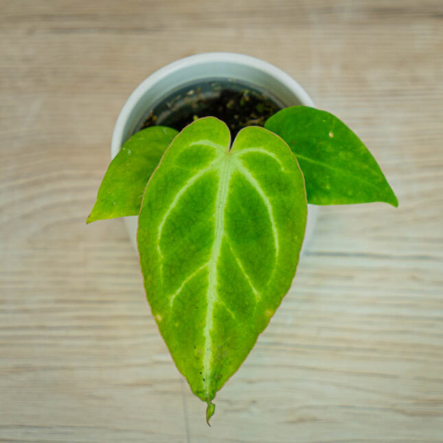 Anthurium-magnificium-baby Anthurium-magnificium-baby