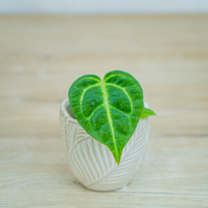 Anthurium-crystallinum-baby