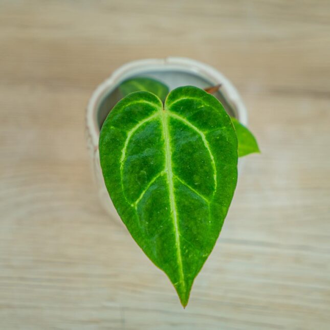 Anthurium-crystallinum-baby Anthurium-crystallinum-baby
