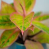 aglaonema-salmon-fantasy-golden-papaya