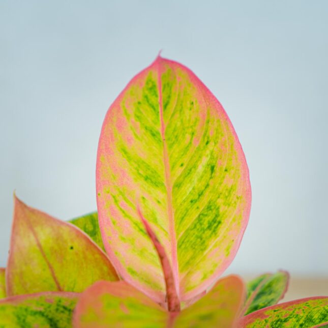 aglaonema-salmon-fantasy-golden-papaya aglaonema-salmon-fantasy-golden-papaya