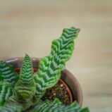 skrytokwiat-cryptanthus-bivittatus
