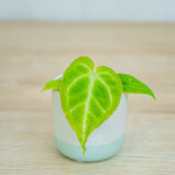 Anthurium-magnificium-baby