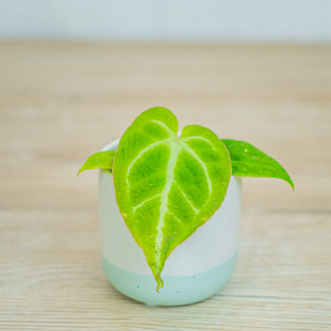 Anthurium-magnificium-baby Anthurium-magnificium-baby