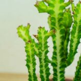 wilczomlecz-euphorbia- lactea