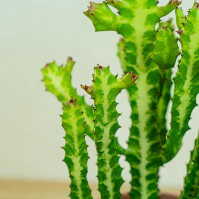 wilczomlecz-euphorbia- lactea wilczomlecz-euphorbia- lactea