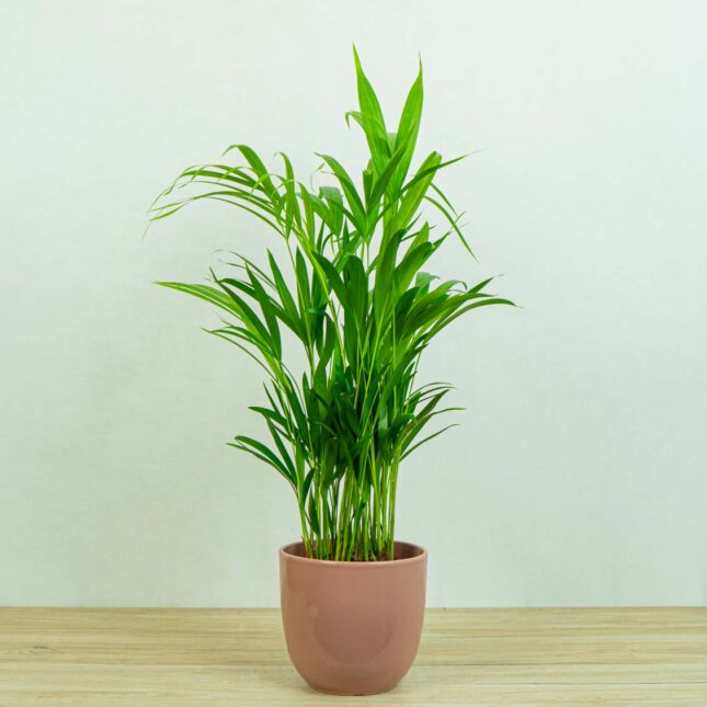 areka-palma-dypsis-lutescens