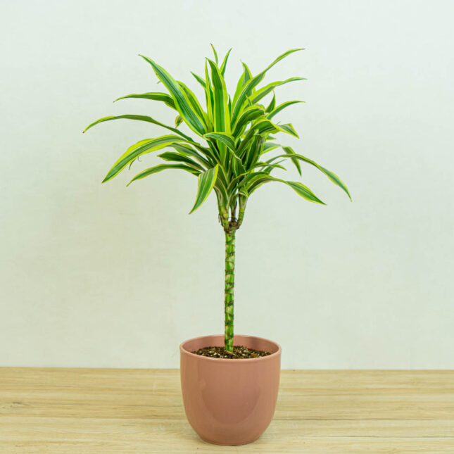 dracaena-fragrans-lemon-lime-dracena