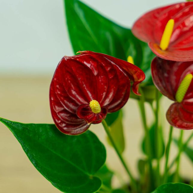 anthurium-red anthurium-red