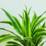 dracaena-fragrans-lemon-lime-dracena