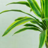 dracaena-fragrans-lemon-lime-dracena