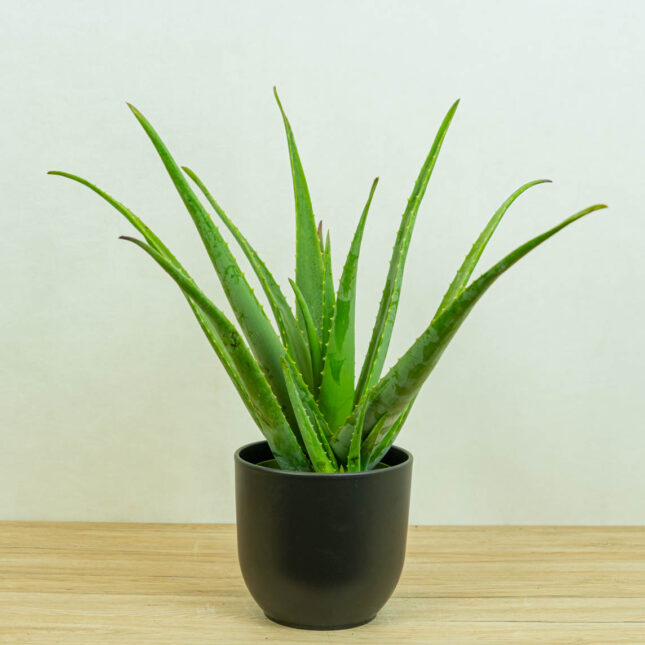 aloes-vera-gigant-aloe-vera-gigant aloes-vera-gigant-aloe-vera-gigant