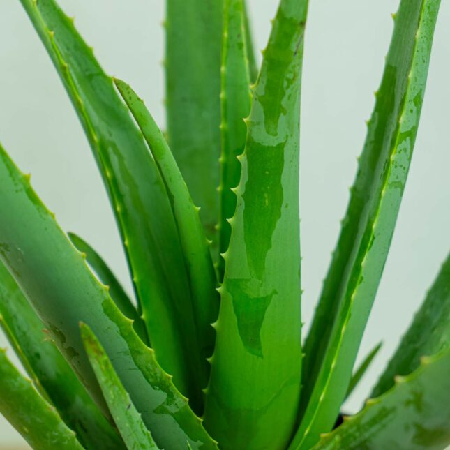 aloes-vera-gigant-aloe-vera-gigant aloes-vera-gigant-aloe-vera-gigant