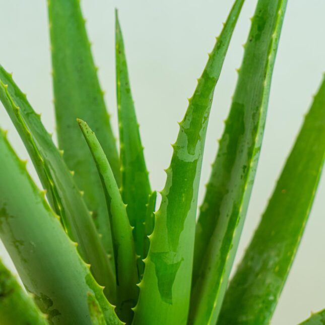 aloes-vera-gigant-aloe-vera-gigant aloes-vera-gigant-aloe-vera-gigant