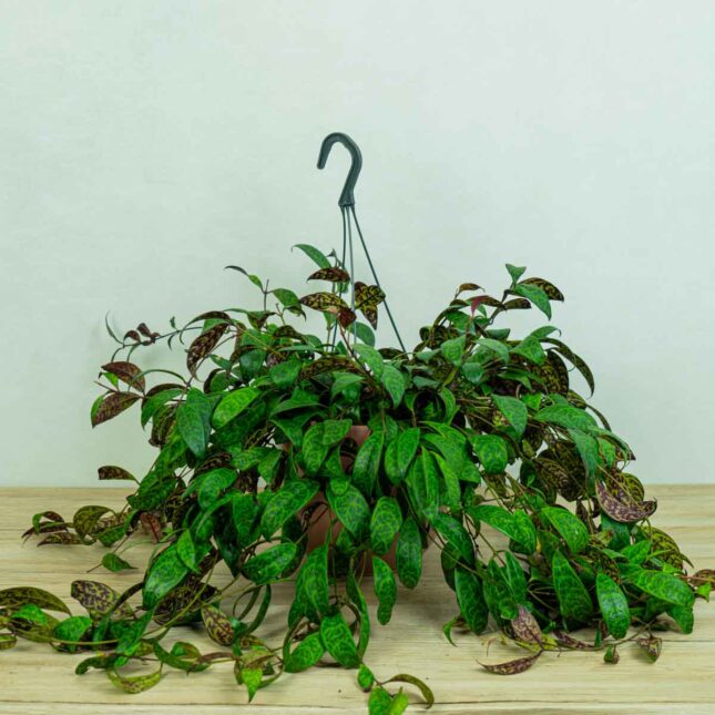 eszynantus-marmurkowy-aeschynanthus-marmoratus