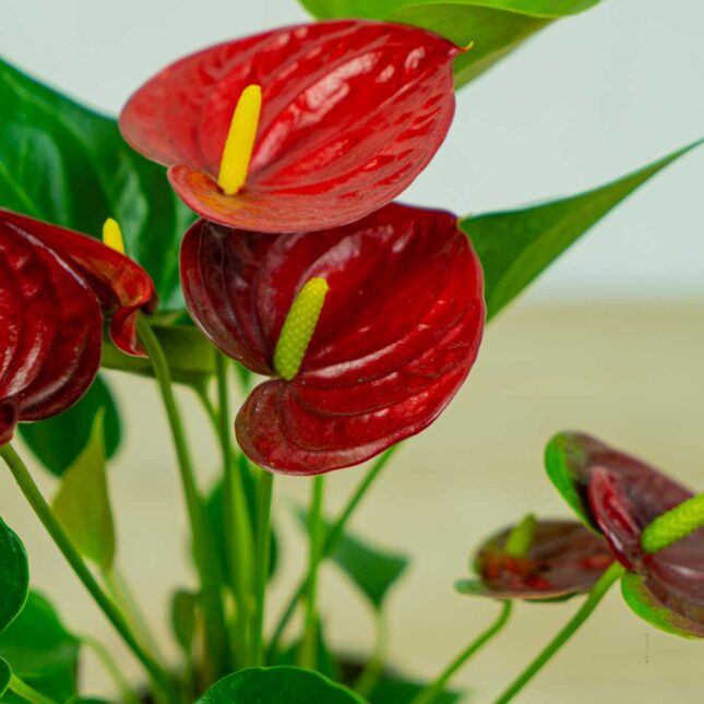 anthurium-red anthurium-red