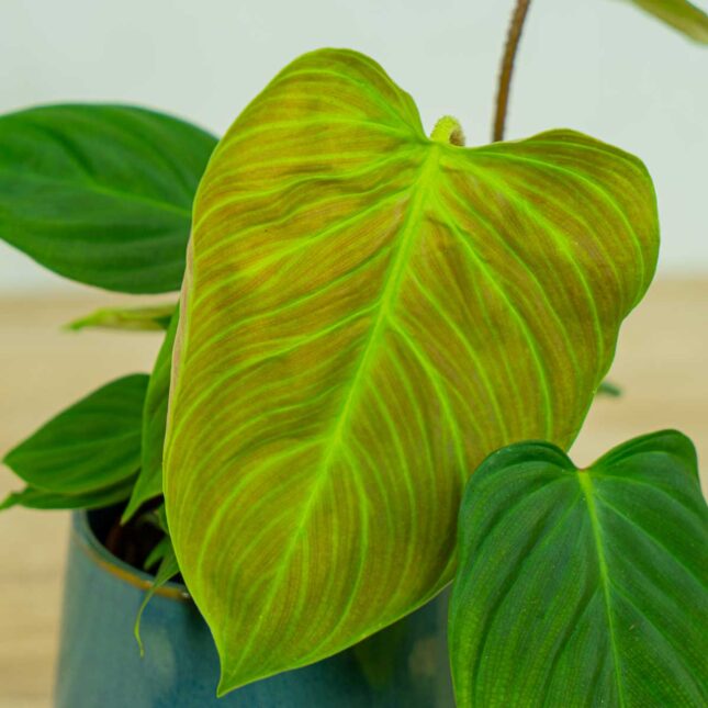 philodendron-fuzzy-petiole philodendron-fuzzy-petiole