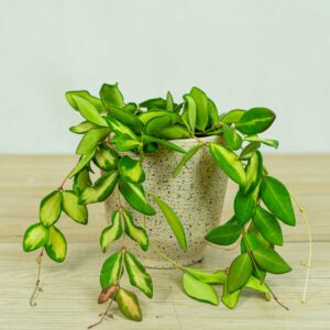 hoya-burtoniae-variegata