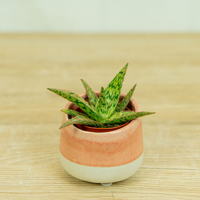 aloes-vitro-baby-aloe-vitro-baby aloes-vitro-baby-aloe-vitro-baby