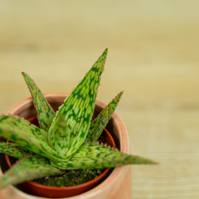aloes-vitro-baby-aloe-vitro-baby aloes-vitro-baby-aloe-vitro-baby