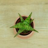 aloes-vitro-baby-aloe-vitro-baby