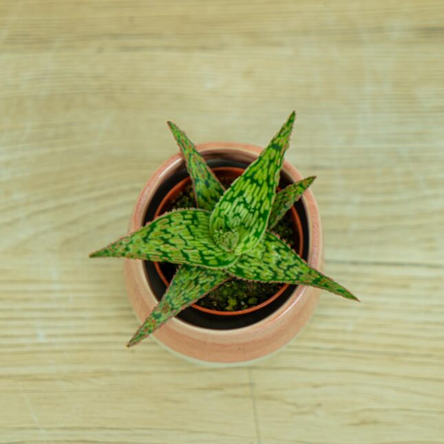 aloes-vitro-baby-aloe-vitro-baby aloes-vitro-baby-aloe-vitro-baby