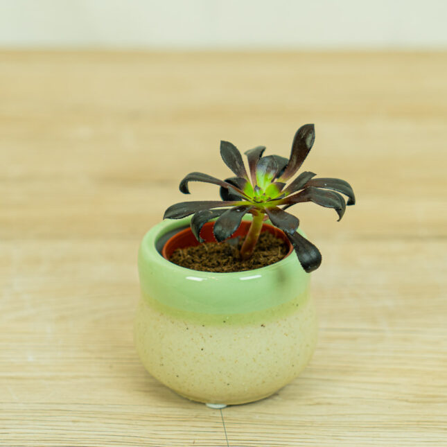eonium-drzewiaste-baby-aeonium-arboreum eonium-drzewiaste-baby-aeonium-arboreum