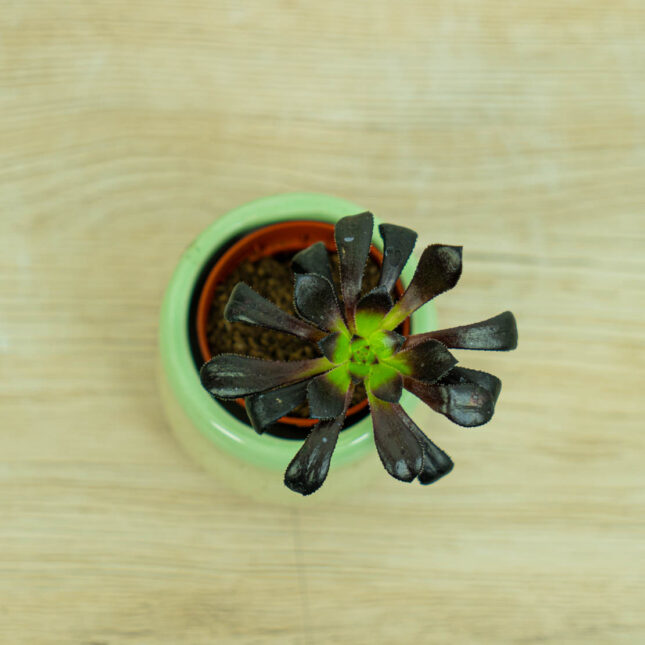 eonium-drzewiaste-baby-aeonium-arboreum eonium-drzewiaste-baby-aeonium-arboreum