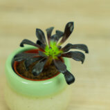 eonium-drzewiaste-baby-aeonium-arboreum