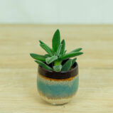 crassula-tarantula-baby