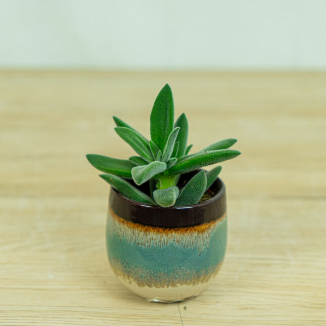 crassula-tarantula-baby