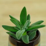 crassula-tarantula-baby