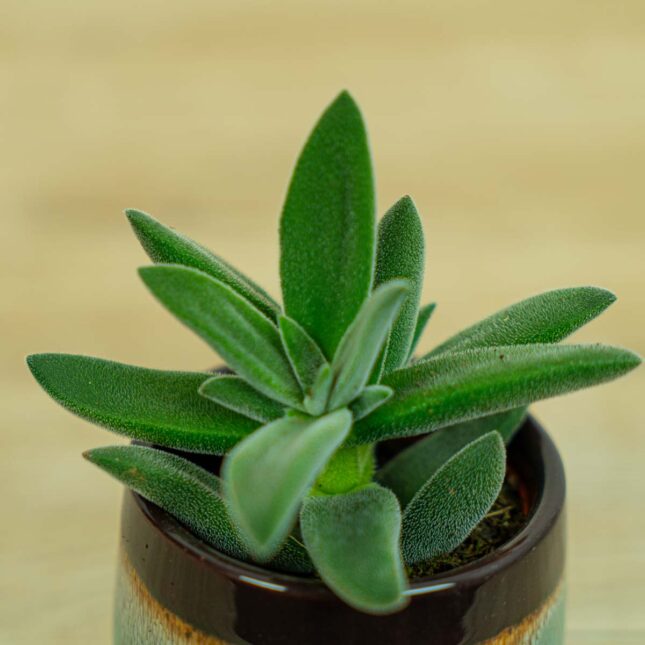 crassula-tarantula-baby crassula-tarantula-baby