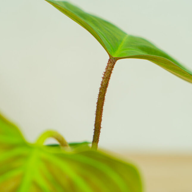 philodendron-fuzzy-petiole philodendron-fuzzy-petiole